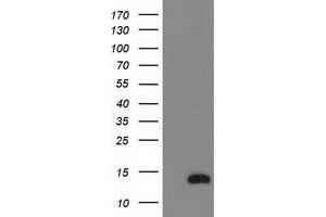 Western Blotting (WB) image for anti-NADH Dehydrogenase (Ubiquinone) 1 alpha Subcomplex, 7, 14.5kDa (NDUFA7) antibody (ABIN1499658) (NDUFA7 抗体)