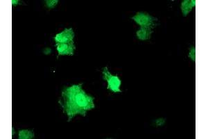 Anti-RFXANK mouse monoclonal antibody (ABIN2455532) immunofluorescent staining of COS7 cells transiently transfected by pCMV6-ENTRY RFXANK (RC223081). (RFXANK 抗体)