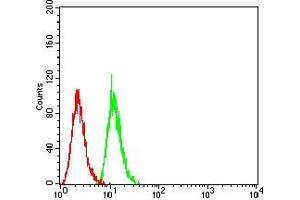 Flow cytometric analysis of HeLa cells using SIRT7 mouse mAb (green) and negative control (red). (SIRT7 抗体  (AA 1-105))