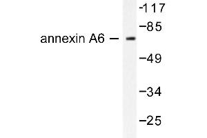 Image no. 1 for anti-Annexin A6 (ANXA6) antibody (ABIN265310) (ANXA6 抗体)