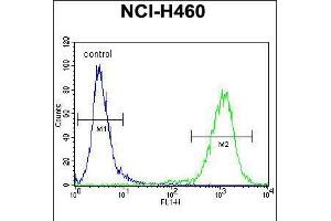 Flow cytometric analysis of NCI-H460 cells (right histogram) compared to a negative control cell (left histogram). (MIER2 抗体  (N-Term))