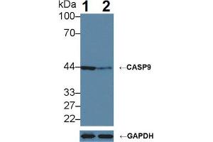 Western blot analysis of (1) Wild-type HeLa cell lysate, and (2) CASP9 knockout HeLa cell lysate, using Rabbit Anti-Human CASP9 Antibody (5 µg/ml) and HRP-conjugated Goat Anti-Mouse antibody (abx400001, 0. (Caspase 9 抗体  (AA 1-134))