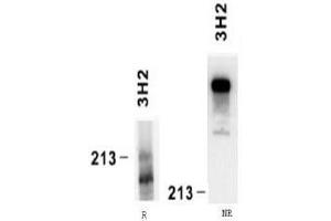 Western Blotting (WB) image for anti-Laminin, alpha 4 (LAMa4) antibody (ABIN781769) (LAMa4 抗体)