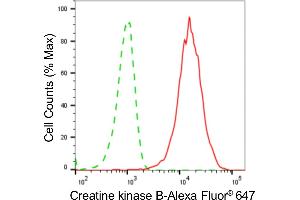 Flow cytometric analysis of Creatine kinase B expression in HeLa cells using Creatine kinase B antibody (ABIN7798162), 1:2,000). (Recombinant CKB 抗体)