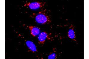Proximity Ligation Analysis of protein-protein interactions between GNG7 and GNB5. (GNG7 抗体  (AA 1-68))