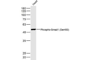 Mouse heart lysates probed with Phospho-Smad1 (Ser463) Polyclonal Antibody, Unconjugated  at 1:300 dilution and 4˚C overnight incubation.