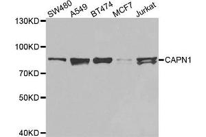 Western blot analysis of extracts of various cell lines, using CAPN1 antibody. (CAPNL1 抗体  (AA 20-330))