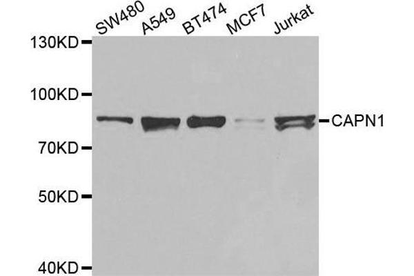 CAPNL1 抗体  (AA 20-330)