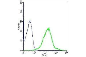 Human A549 cell lysates probed with Rabbit Anti-GHR Polyclonal Antibody, Unconjugated . (Growth Hormone Receptor 抗体  (AA 101-200))