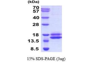 SDS-PAGE (SDS) image for Interleukin 17A (IL17A) (AA 26-158) protein (His tag) (ABIN7529308)