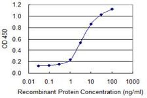 Detection limit for recombinant GST tagged DMC1 is 0. (DMC1 抗体  (AA 237-339))
