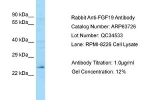 Western Blotting (WB) image for anti-Fibroblast Growth Factor 19 (FGF19) (C-Term) antibody (ABIN2789602) (FGF19 抗体  (C-Term))