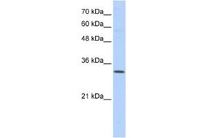 WB Suggested Anti-SFXN1 Antibody Titration:  0. (SFXN1 抗体  (N-Term))