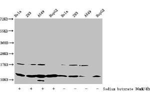Western Blot Detected samples: Hela whole cell lysate, 293 whole cell lysate, A549 whole cell lysate, HepG2 whole cell lysate, Untreated (-) or treated (+) with 30 mM sodium butyrate for 4h All lanes: HIST1H4A antibody at 1:100 Secondary Goat polyclonal to rabbit IgG at 1/50000 dilution Predicted band size: 12 kDa Observed band size: 12 kDa (HIST1H4A 抗体  (acLys31))