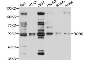 Western blot analysis of extract of various cells, using RORC antibody. (RORC 抗体)