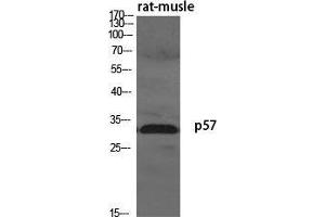 Western Blot (WB) analysis of specific cells using p57 Polyclonal Antibody. (P57 (N-Term) 抗体)