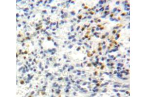 Used in DAB staining on fromalin fixed paraffin-embedded spleen tissue (Perforin 1 抗体  (AA 40-355))
