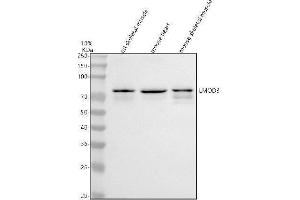 anti-Leiomodin 3 (LMOD3) (AA 45-558) antibody