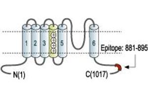 Representative domain view of the target of ABIN7043547.