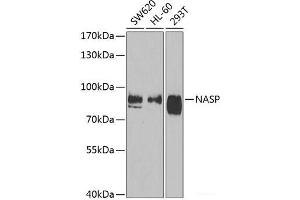 Western blot analysis of extracts of various cell lines using NASP Polyclonal Antibody at dilution of 1:1000. (NASP 抗体)
