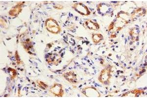 Immunohistochemistry of paraffin-embedded human kidney tissue using ABIN7157681 at dilution of 1:50 (KNG1 抗体  (AA 390-644))