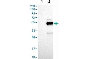 Western Blot analysis of Lane 1: negative control (vector only transfected HEK293T cell lysate) and Lane 2: over-expression lysate (co-expressed with a C-terminal myc-DDK tag in mammalian HEK293T cells) with FAIM3 polyclonal antibody . (FAIM3 抗体)