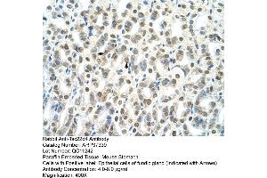 Mouse stomach (TSC22D4 抗体  (N-Term))