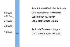 WB Suggested Anti-KRTAP23-1  Antibody Titration: 0. (KRTAP23-1 抗体  (Middle Region))