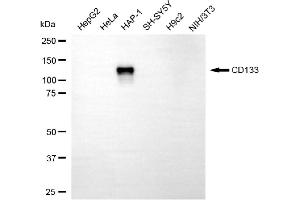 Western blotting analysis using CD133 antibody (ABIN7800959). (Recombinant Prominin 抗体)