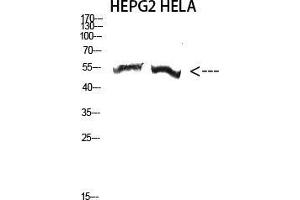 Western Blot (WB) analysis of HepG2 HeLa cells using Antibody diluted at 2000. (alpha-Tubulin 3C/D/E (C-Term) 抗体)