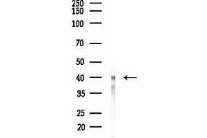 Western blot analysis of lysates from Rat liver, using PSTK Antibody at 1/1000 dilution.