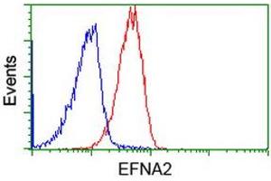 Image no. 3 for anti-Ephrin A2 (EFNA2) antibody (ABIN1497952) (Ephrin A2 抗体)