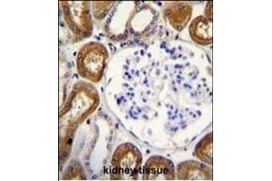OPN-a/b Antibody (N-term) (ABIN655514 and ABIN2845029) immunohistochemistry analysis in formalin fixed and paraffin embedded human kidney tissue followed by peroxidase conjugation of the secondary antibody and DAB staining. (OPN-A,b (AA 14-40), (N-Term) 抗体)