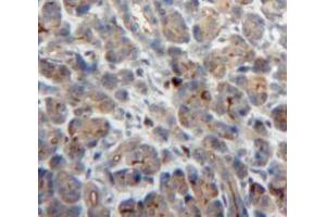 IHC-P analysis of Pancreas tissue, with DAB staining. (NCF2 抗体  (AA 355-526))