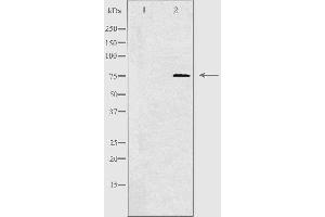 Western blot analysis of extracts from HepG2 cells , using CLIP4antibody. (CLIP4 抗体  (Internal Region))