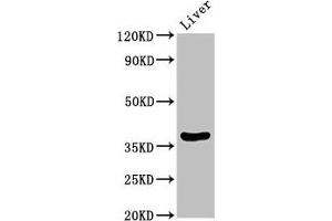 Western Blot Positive WB detected in: Rat liver tissue All lanes: DDO antibody at 3. (DDO 抗体  (AA 37-161))