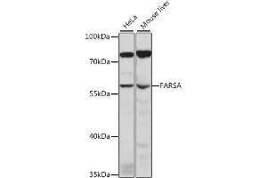 Western blot analysis of extracts of various cell lines, using FARSA antibody (ABIN7269266) at 1:1000 dilution. (Phenylalanyl-tRNA Synthetase, alpha Subunit (FARSA) (AA 210-486) 抗体)