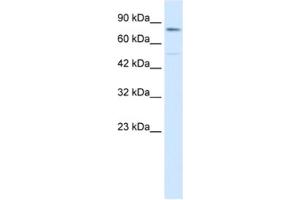 Western Blotting (WB) image for anti-Zinc Finger Protein 341 (ZNF341) antibody (ABIN2460148) (ZNF341 抗体)