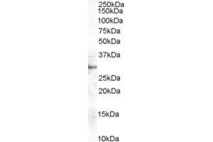 ABIN184668 staining (1µg/ml) of human heart extracts (RIPA buffer, 35µg total protein per lane). (DDAH2 抗体  (C-Term))