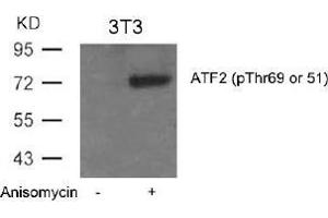 Image no. 3 for anti-Activating Transcription Factor 2 (ATF2) (pThr51), (pThr69) antibody (ABIN196664) (ATF2 抗体  (pThr51, pThr69))