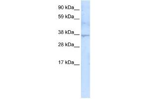 WB Suggested Anti-SIRT3 Antibody   Titration: 5 ug/ml   Positive Control: Fetal thymus (SIRT3 抗体  (C-Term))