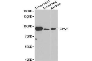 Western blot analysis of extracts of various cell lines, using GPAM antibody. (GPAM 抗体)