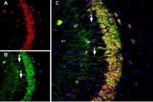 Multiplex staining of Calnexin and Presenilin-1 in mouse hippocampus - Immunohistochemical staining of perfusion-fixed frozen mouse hippocampal sections using Anti-Presenilin-1-ATTO Fluor-488 Antibody (ABIN7043553), (1:60) and Anti-Calnexin-ATTO Fluor-594 Antibody (ABIN7043022), (1:60). (Presenilin 1 抗体  (3rd Intracellular Loop) (Atto 488))