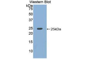 Western Blotting (WB) image for anti-KH Domain Containing, RNA Binding, Signal Transduction Associated 1 (KHDRBS1) (AA 156-381) antibody (ABIN1859527) (KHDRBS1 抗体  (AA 156-381))