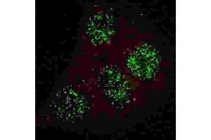 Immunofluorescence (IF) image for anti-GATA Binding Protein 6 (GATA6) (pTyr271) antibody (ABIN3001951) (GATA6 抗体  (pTyr271))