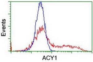 HEK293T cells transfected with either RC201284 overexpress plasmid (Red) or empty vector control plasmid (Blue) were immunostained by anti-ACY1 antibody (ABIN2454790), and then analyzed by flow cytometry. (Aminoacylase 1 抗体)