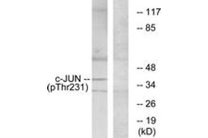 Western Blotting (WB) image for anti-Jun Proto-Oncogene (JUN) (AA 201-250), (pThr231) antibody (ABIN1531557)