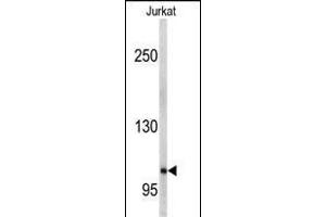 Western blot analysis of anti-EphA5 Antibody (C-term) (ABIN391893 and ABIN2841712) in Jurkat cell line lysates (35 μg/lane). (EPH Receptor A5 抗体  (C-Term))