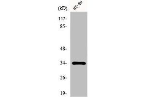 Western Blot analysis of HT29 cells using HoxB4 Polyclonal Antibody (HOXB4 抗体  (Internal Region))