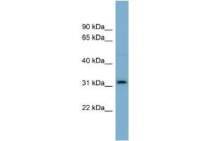 Western Blotting (WB) image for anti-Olfactory Receptor, Family 2, Subfamily AT, Member 4 (OR2AT4) (N-Term) antibody (ABIN2781892)